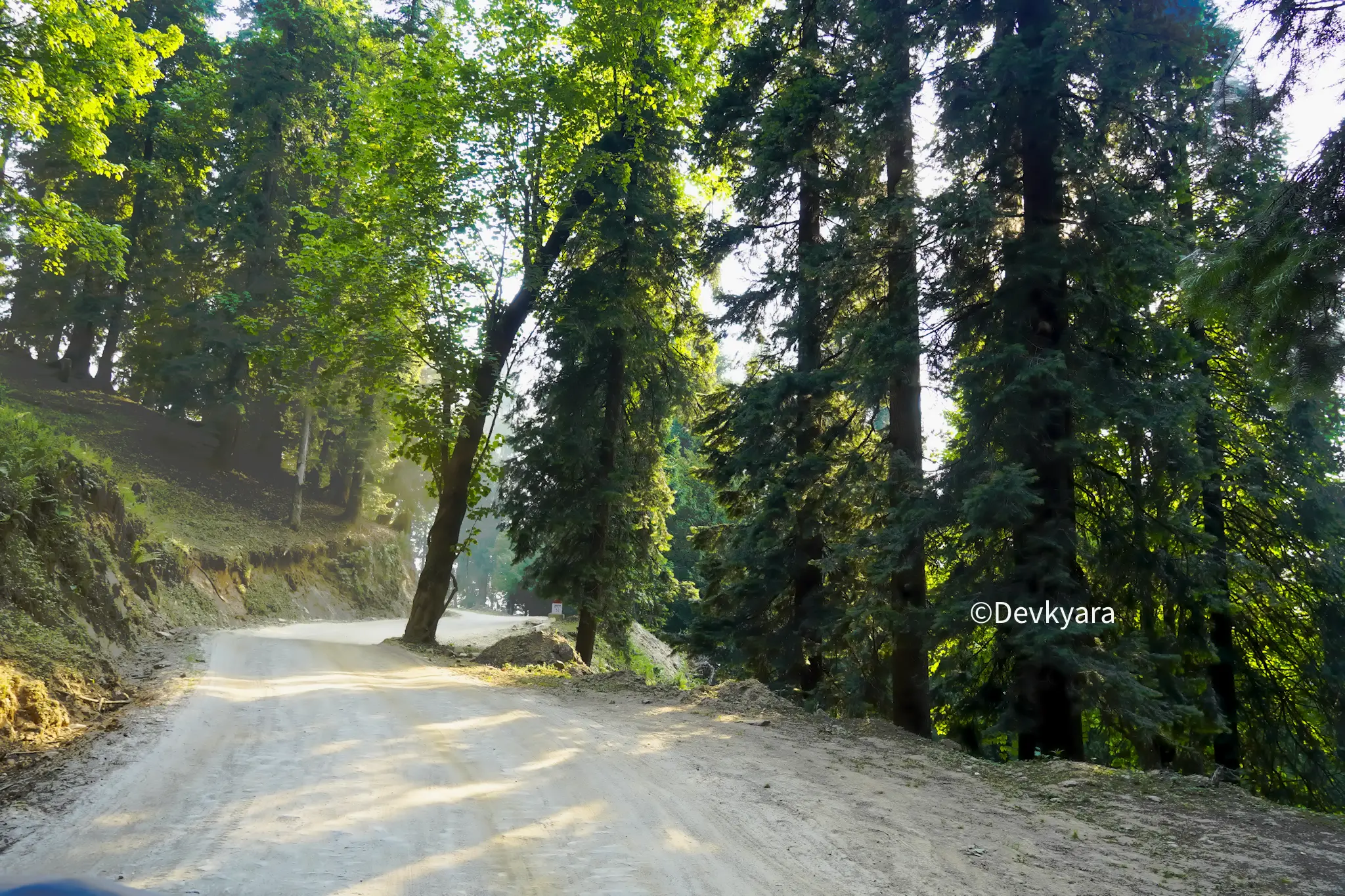 Forest Chanseel