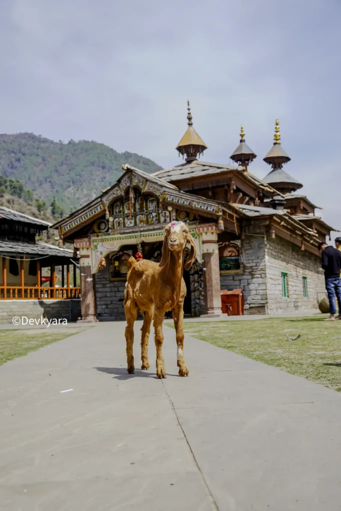 Hanol with Goat